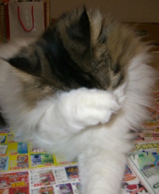 チェルシー22日.jpg